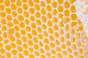 honey bee colonies