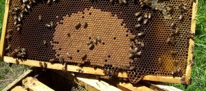 probiotics and colony productivity