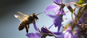 Apis Mellifera