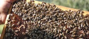 December ABJ Cover Story Time Commitment associated with keeping bees