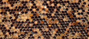 American Foulbrood