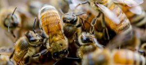 natural beekeeping ABJ 2017 July