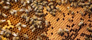 extended release oxalic acid progress report