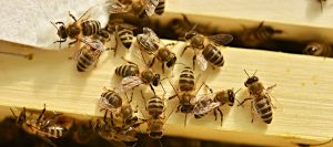 honey bees on frames of hive