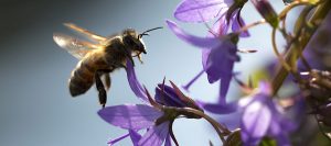 re-queening hot hives