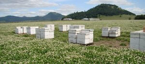 HONEY POLLINATION IN THE PACIFIC NORTHWEST