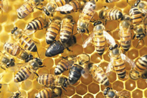 Parasitic Cape honey bees out-reproduce other bees using a few unusual gene regions. Credit: Andreas Wallberg and colleagues