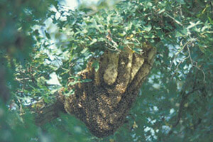 open nesting honeybees