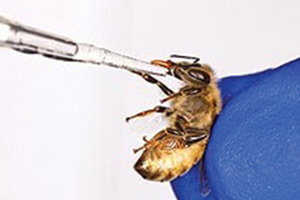 Altering the microbes in a very young honey bee’s gut can have longterm consequences throughout the bee’s life.