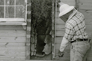 honey bee removal