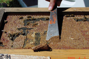 Propolis