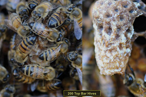 Queen Cell with worker bees and without worker bees