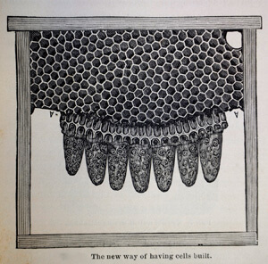 mature queen cells