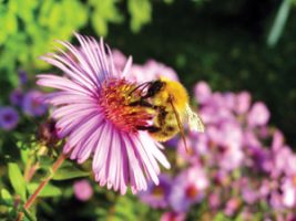 purple aster