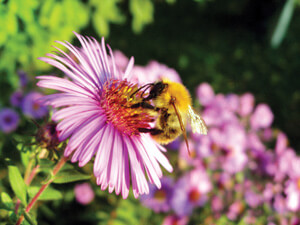 purple aster