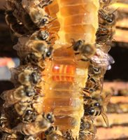 honey cell