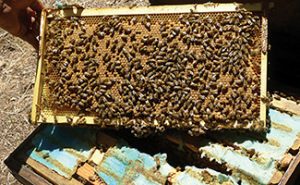 Extended Release Oxalic Acid Progress Report