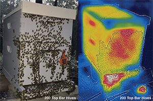 mice in the hive