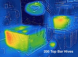 Thermal Imaging of bee winter clusters