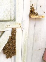 Colony Usurpation