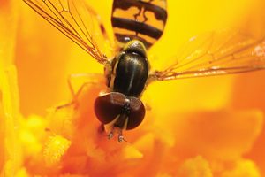 Fly Antennae