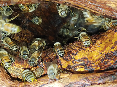 Feral Bees