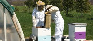 feb-cover-story-2018-beekeepers-hives-bees