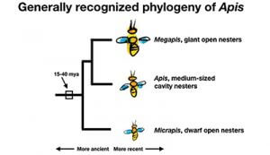 Generally Recognized phylogeny of Apis