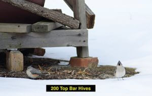top bar bee hive stand