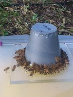 Bees on a feeder