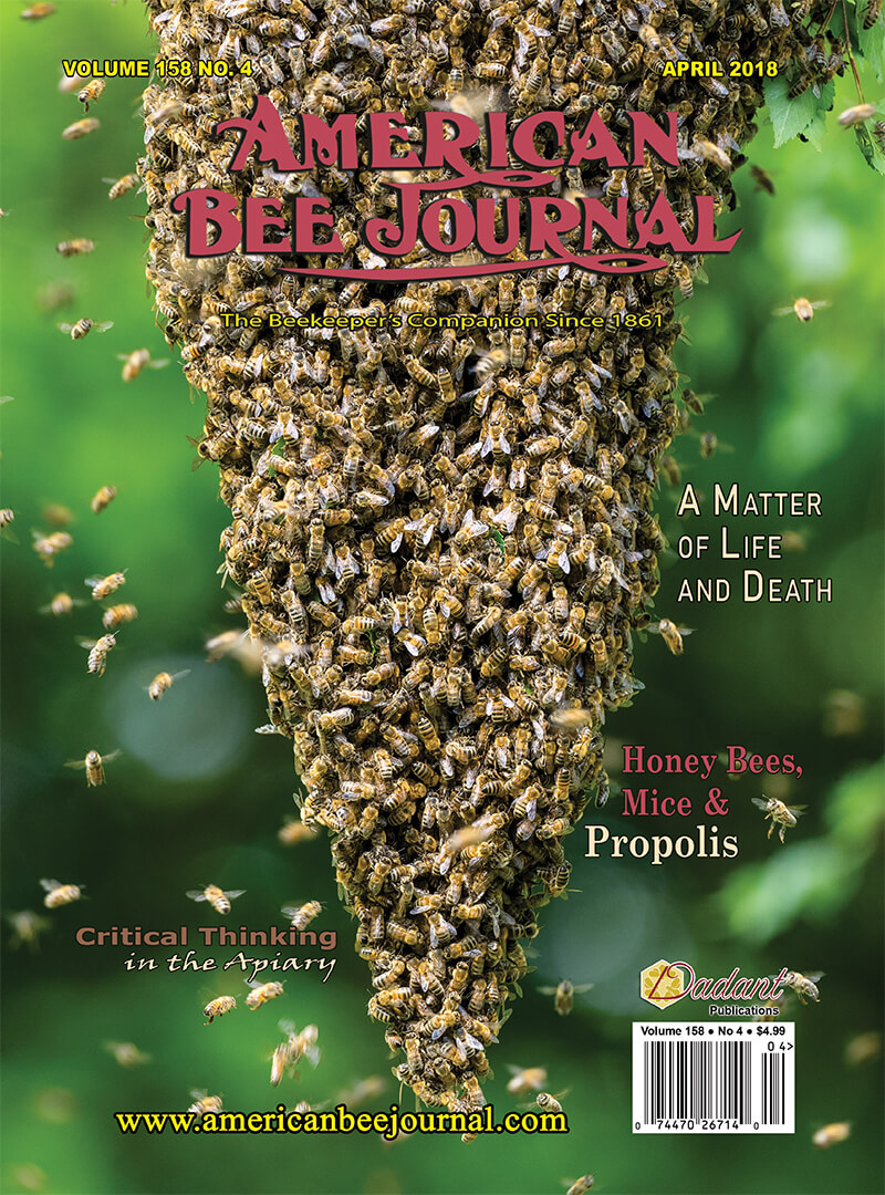 swarm of bees