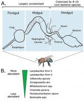 Microbes living in bees