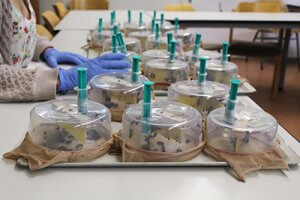 bee science