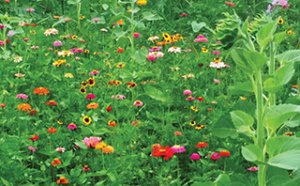 flowers