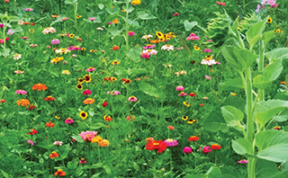 flowers
