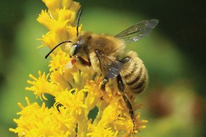 leafcutting bee on flower