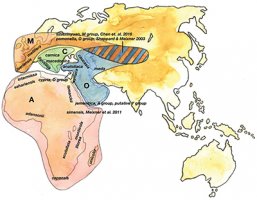 Elusive Genesis of Apis mellifera
