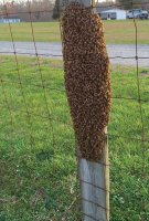 swarm of bees