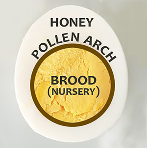 Bee Colony mimics hardboiled egg