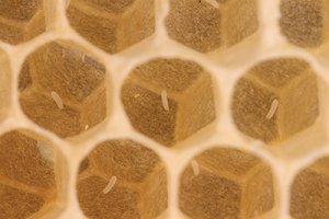 Bee Eggs