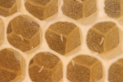 Bee Eggs