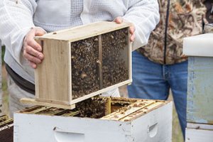 package of honey bees