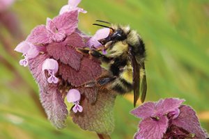 Regenerative Agriculture Can Help Save the Bees