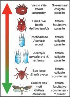 honey bee nest symbionts