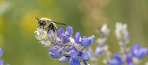 native bees