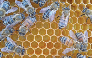 honey bee brood