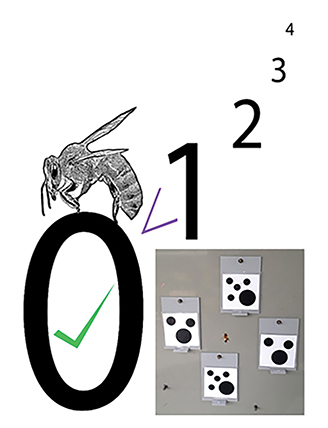 honey bee concept of zero