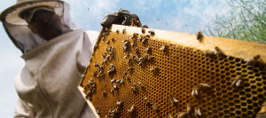 beekeeper tending to beehives