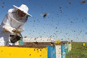 In Praise of the Langstroth Hive