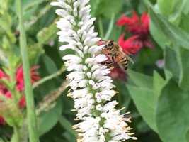 Bee on Culvers Root